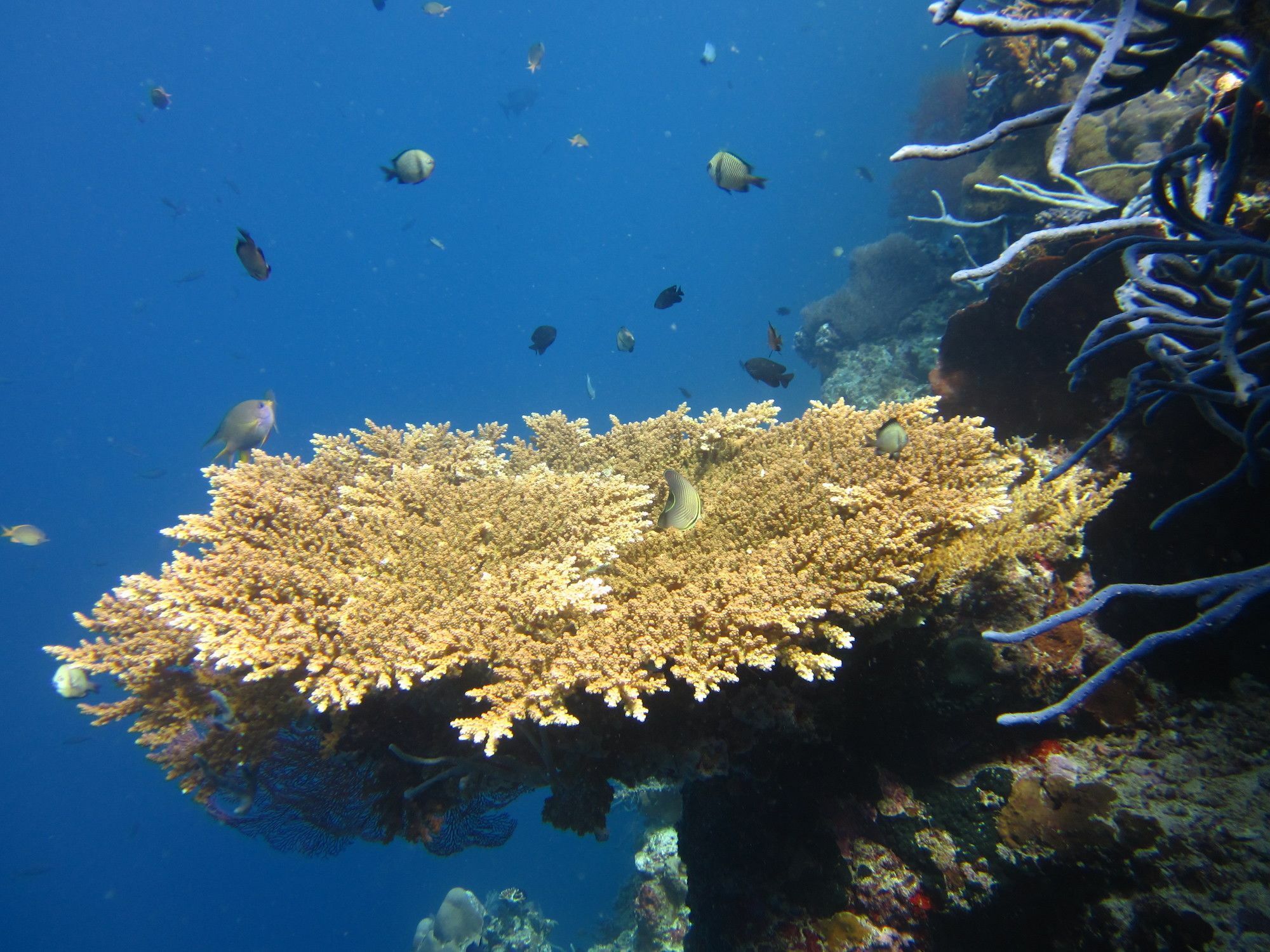 Villa Pelangi Bali Seririt  المظهر الخارجي الصورة